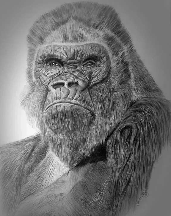 Retrato a lápiz de gorila