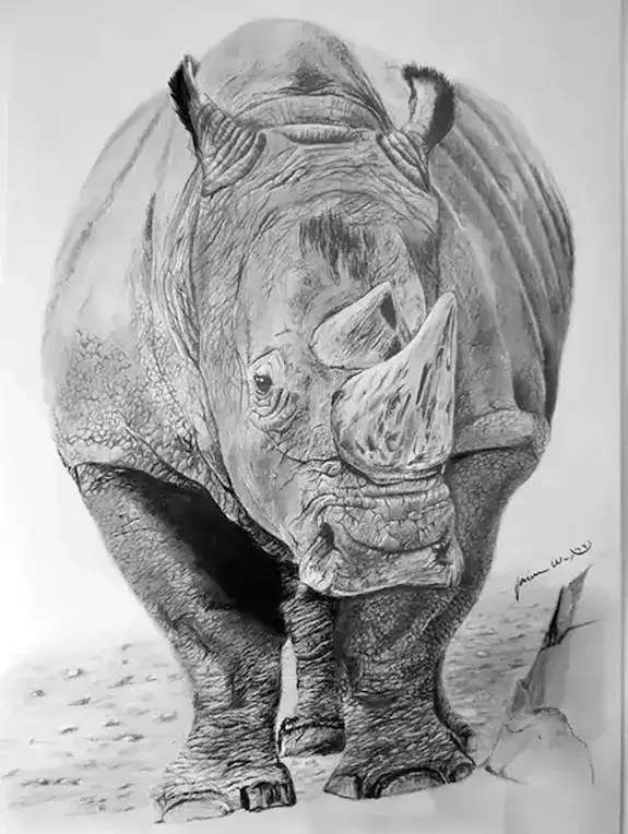 Dibujo a lápiz de un rinoceronte