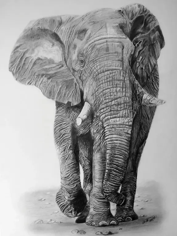 Retrato a lápiz de elefante