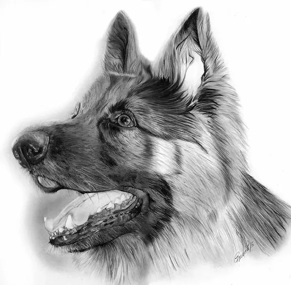 Retrato a lapiz de pastor alemán Axel de Asturias