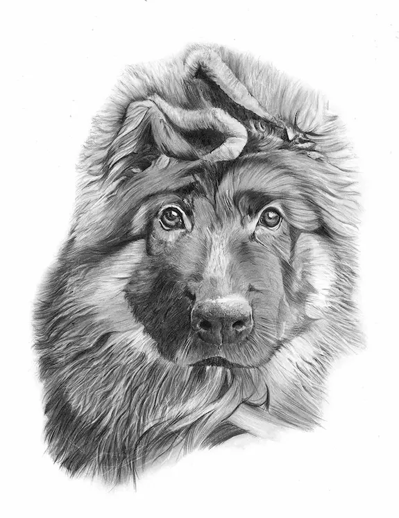 Retrato a lapiz de cachorro de pastor alemán