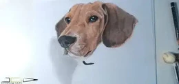 Dibujando el retrato a lapiz de color de un perro de raza Beagle